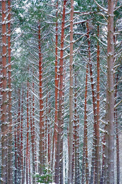 Trees in winter — Stock Photo, Image