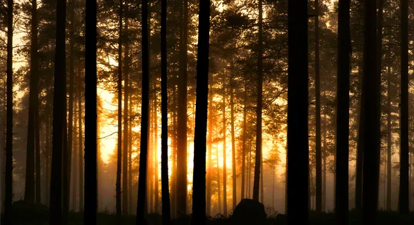 Захід сонця у туманні лісу — стокове фото