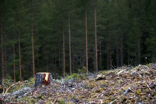 森林砍伐 — 图库照片