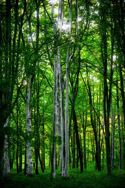 Osika drzew — Zdjęcie stockowe