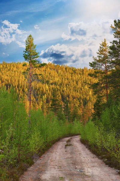 Dirt road in wilderness — Stock Photo, Image