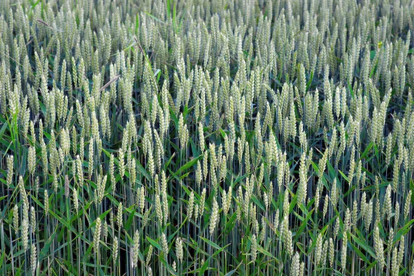 Wheat field — Stock Image Wheat field Stock Image