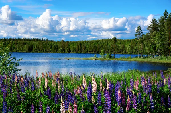 Skandinavisk sommar landskap Stockbild
