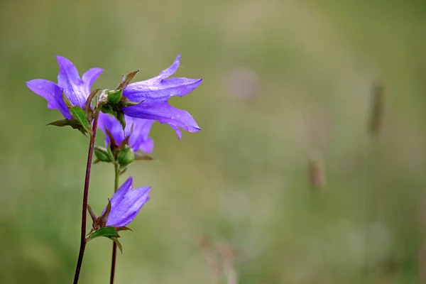 Bellflower. — Fotografia de Stock