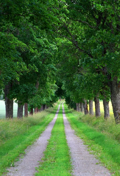 Avenue of maple trees — Stock Photo, Image