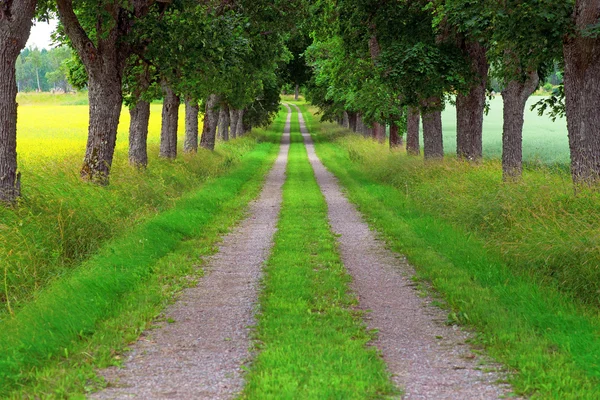 Avenue of maple trees — Stock Photo, Image