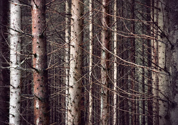 Effrayante forêt — Photo