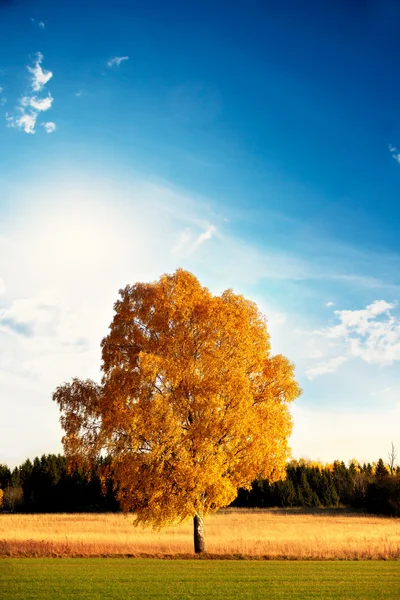 가을에 자라는 자작나무 — 스톡 사진