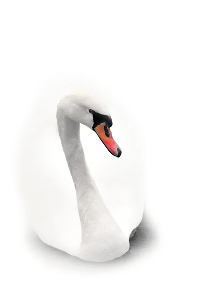 stock image White swan