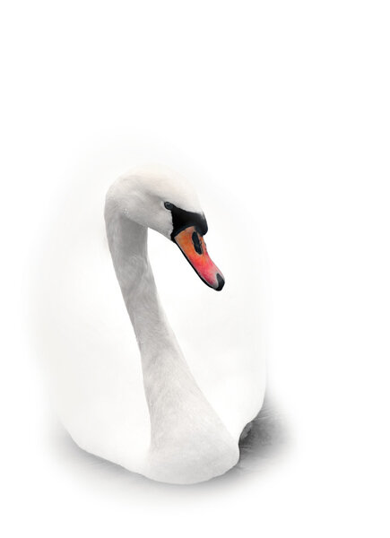 White swan