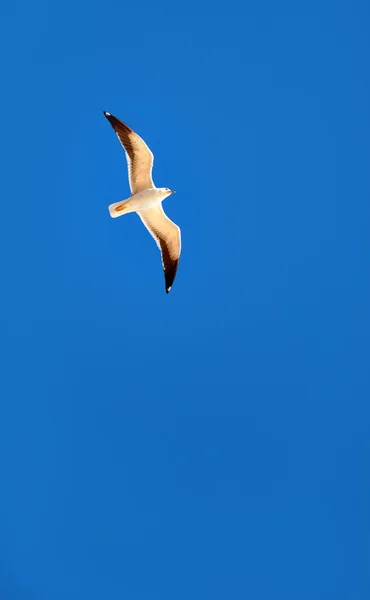 海鸥 — 图库照片