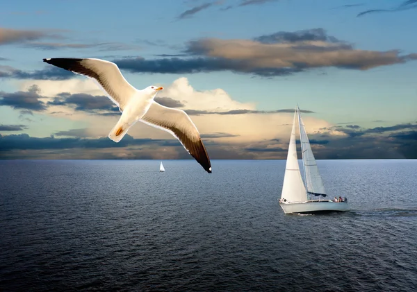 Barca a vela e gabbiano — Foto Stock