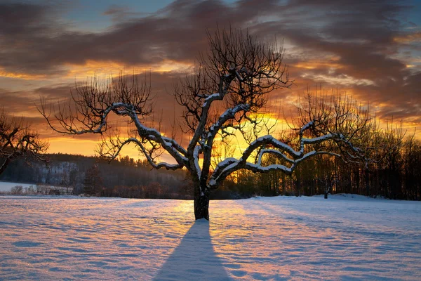 Kışın çıplak ağaç — Stok fotoğraf