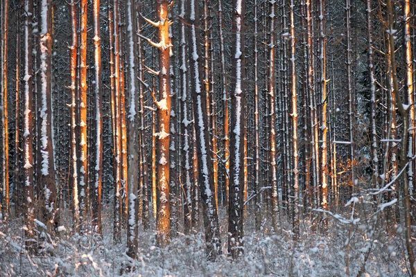 Pine trees in winter — Stock Photo, Image