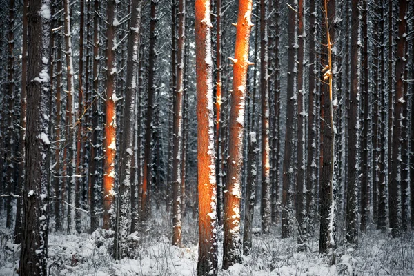 Dennenbomen in de winter — Stockfoto