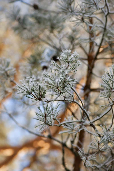 松树与冰晶 — 图库照片