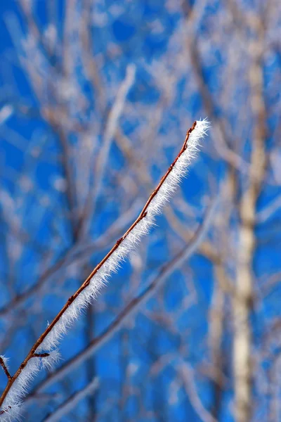 Ice crystals on twig — Stock fotografie