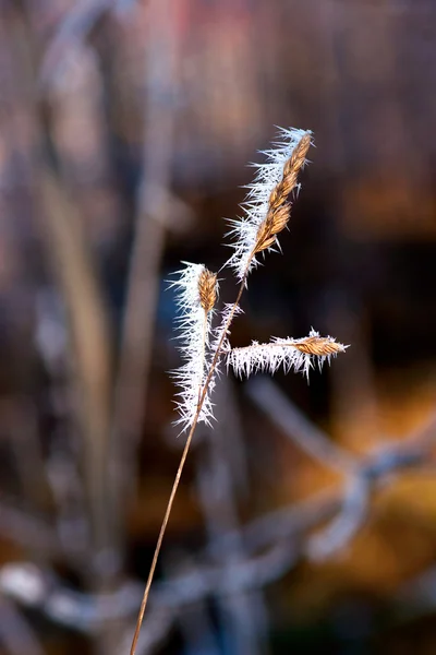 氷の結晶草 — ストック写真