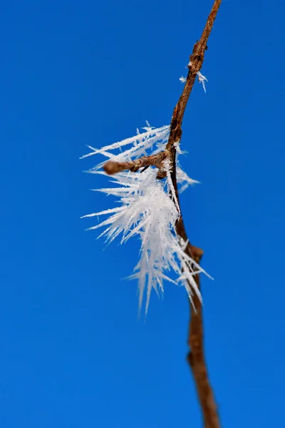 Ice crystals on twig — Stock fotografie