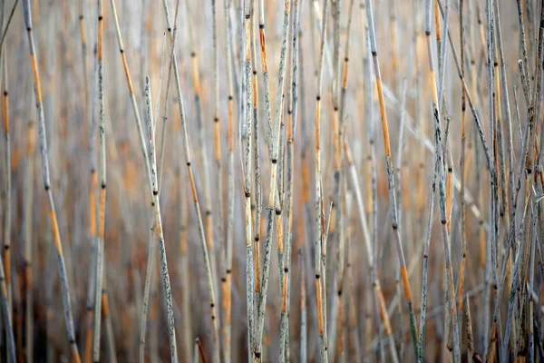 Dry reeds — Stock Photo, Image