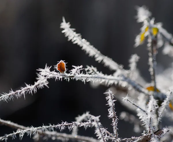 Leaf with rime frost — Stock Photo, Image