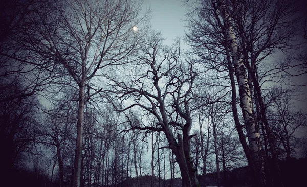 Spooky δέντρα — Φωτογραφία Αρχείου