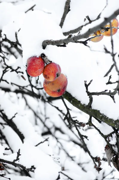Manzanas congeladas —  Fotos de Stock