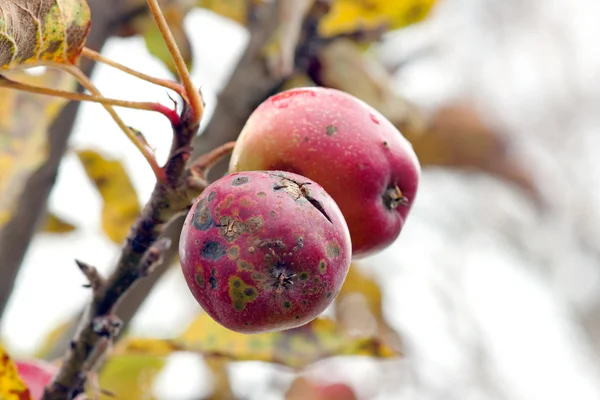 Äpfel im Herbst — Stockfoto