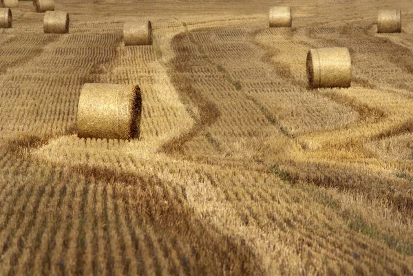 Тюки из сена — стоковое фото