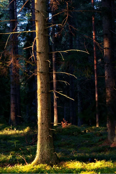 Árvore na luz da noite — Fotografia de Stock