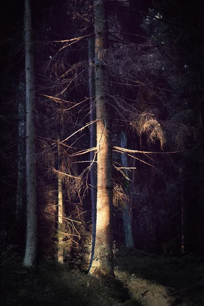 Suchý strom v strašidelný Les — Stock fotografie