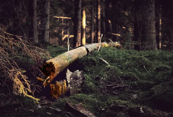 Fallen tree — Stock Photo, Image
