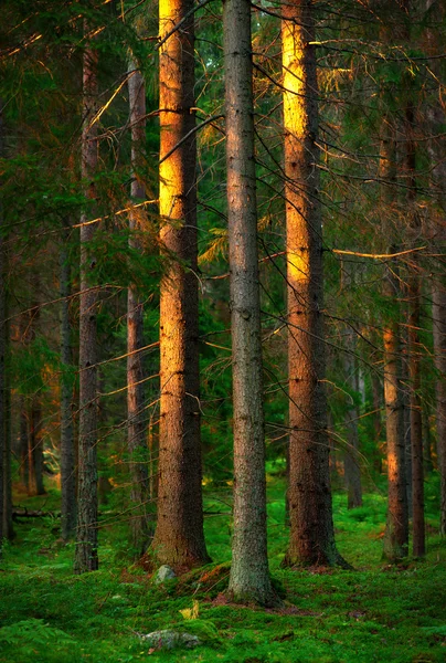 Árvores na luz da noite — Fotografia de Stock