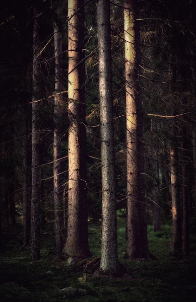 Sepya içinde ağaçlar — Stok fotoğraf