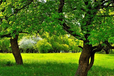 Under the two trees on the green sunny meadow clipart