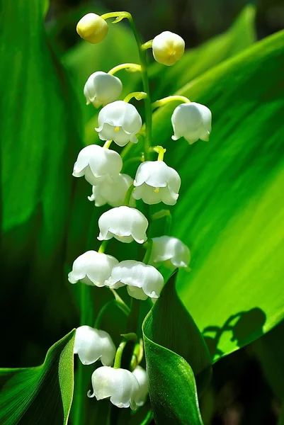 stock image Single lily