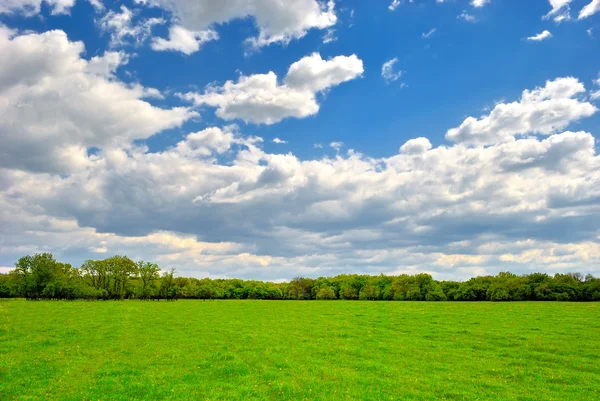 Spring green field — Stock Photo, Image