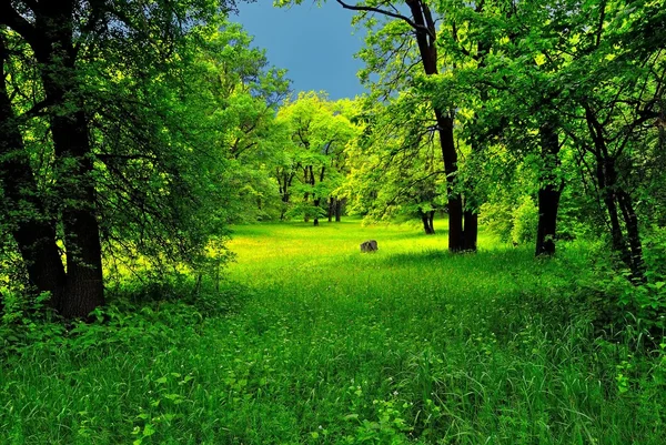 暴风雨前的绿色森林 — 图库照片