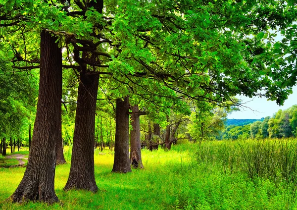 stock image Oaks near the reeds