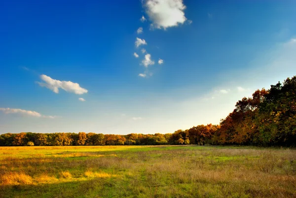 O campo amarelo-verde perto da floresta outonal — Fotografia de Stock