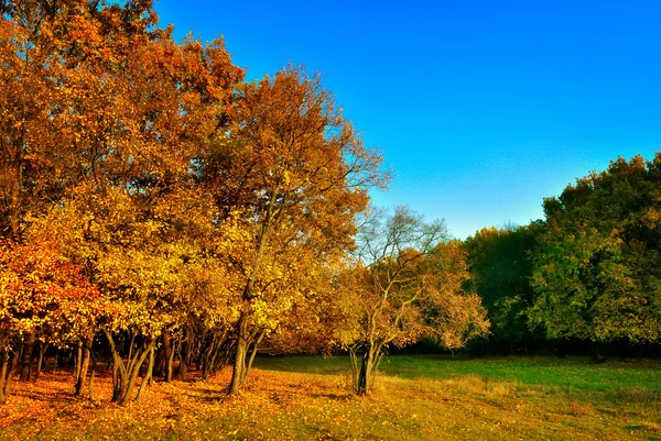 Árbol amarillo-rojo de otoño — Foto de Stock