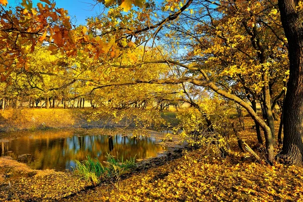Маленькое озеро в осеннем лесу Стоковое Фото