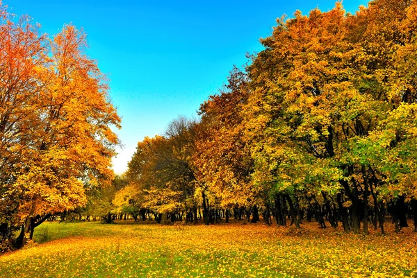 Осенний лес Стоковая Картинка