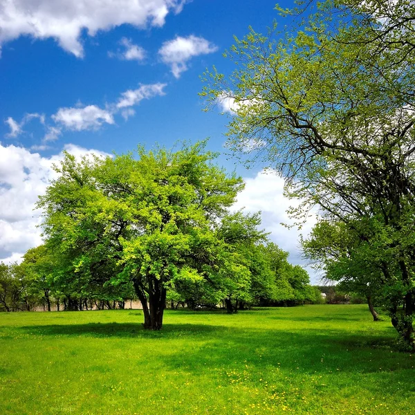 ต้นไม้ต้นเดียวบนทุ่งหญ้าฤดูใบไม้ผลิสีเขียว ภาพถ่ายสต็อกที่ปลอดค่าลิขสิทธิ์