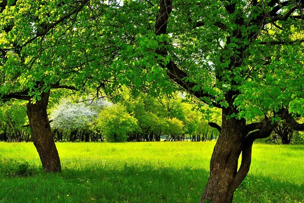 녹색 햇볕이 잘 드는 풀밭에 두 나무 아래에서 스톡 이미지