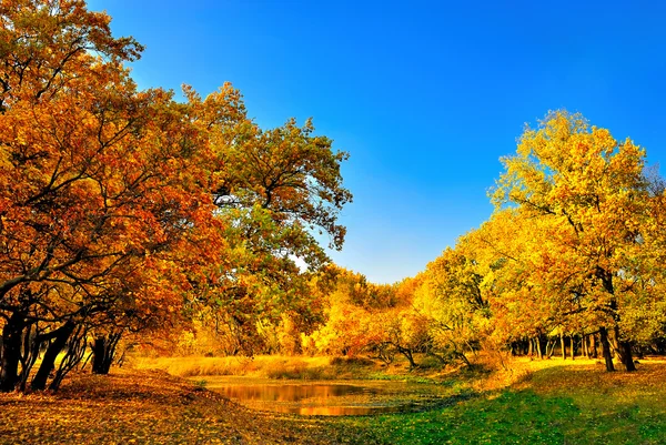 Podzimní les a malé jezero Stock Snímky