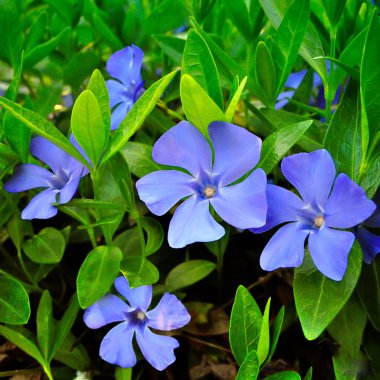 Several periwinkle clipart