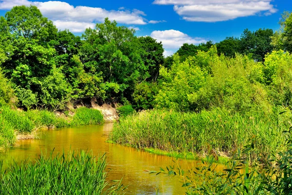 The river in the woods on a sunny day — Stock Photo, Image