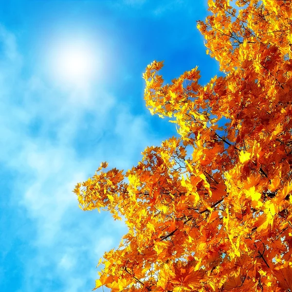 Autumn leaves of maple against the blue sky — Stock Photo, Image