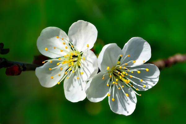 Két almafák virág Stock Kép